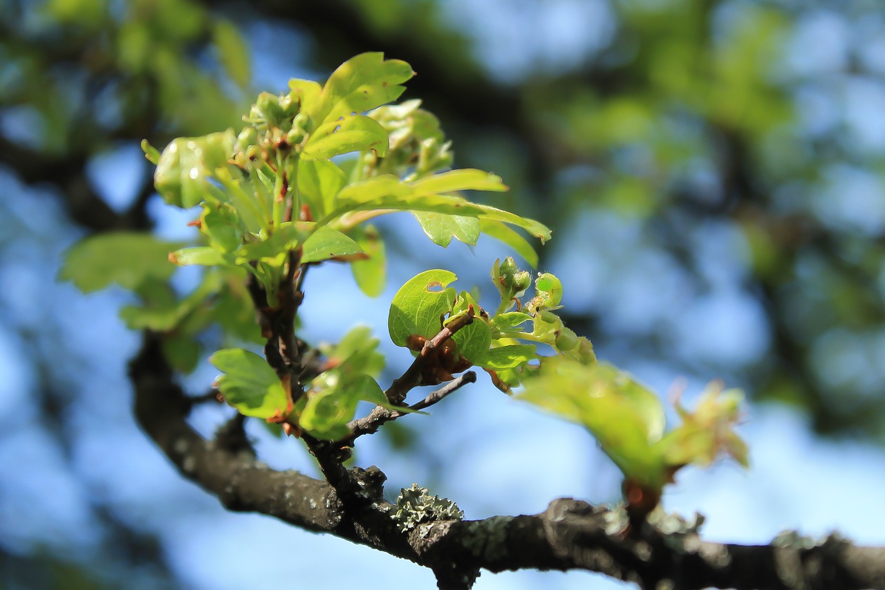 spring branch foliage free photo