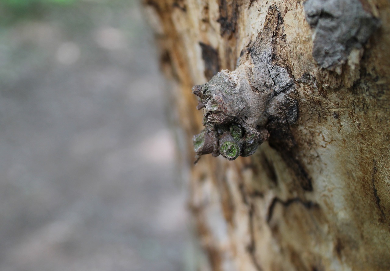 spring wood log free photo