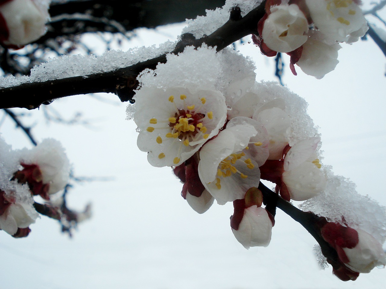 spring winter flowering tree free photo