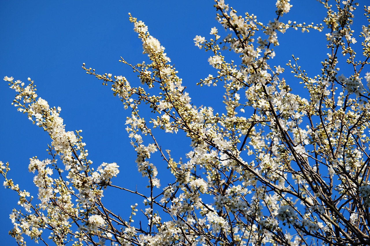 spring tree blossoms tree free photo