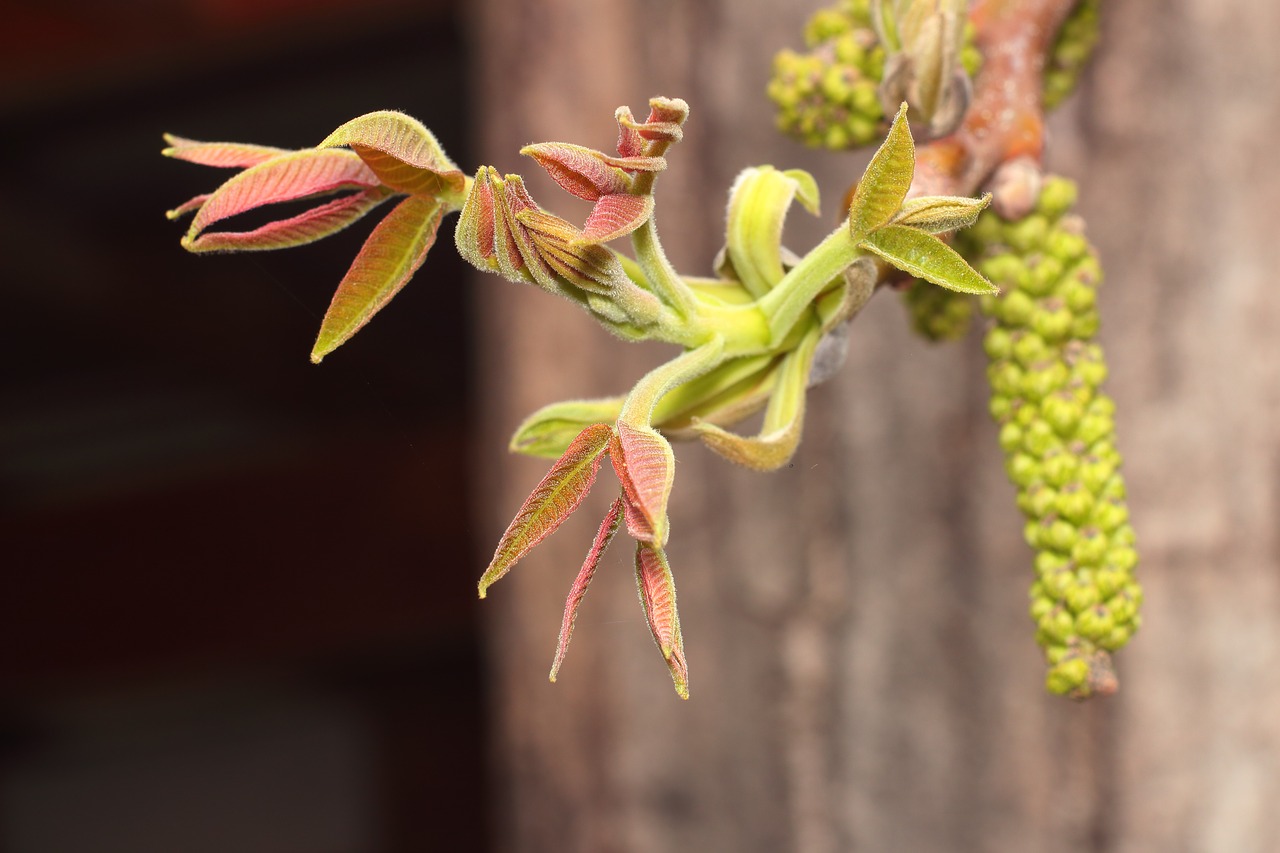 spring the buds of trees leaves free photo