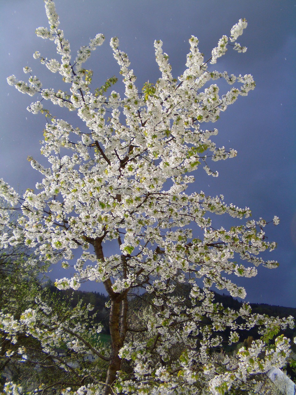 spring cherry cherry blossom free photo