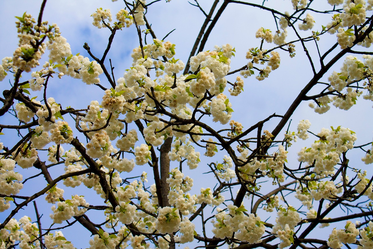 spring cherry cherry blossom free photo