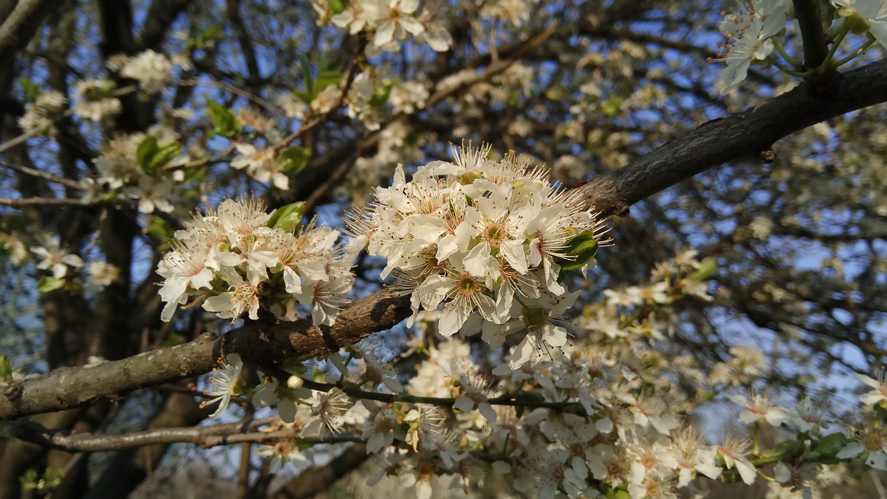 spring flowering tree free pictures free photo