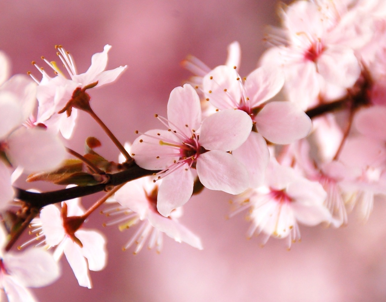 spring blossom pink free photo