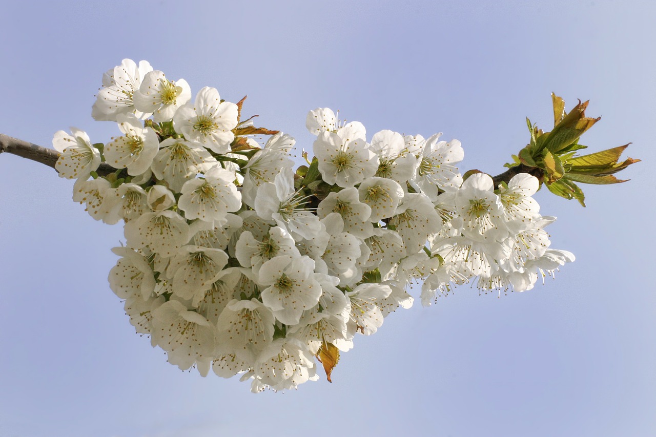 spring flowering trees flowers free photo