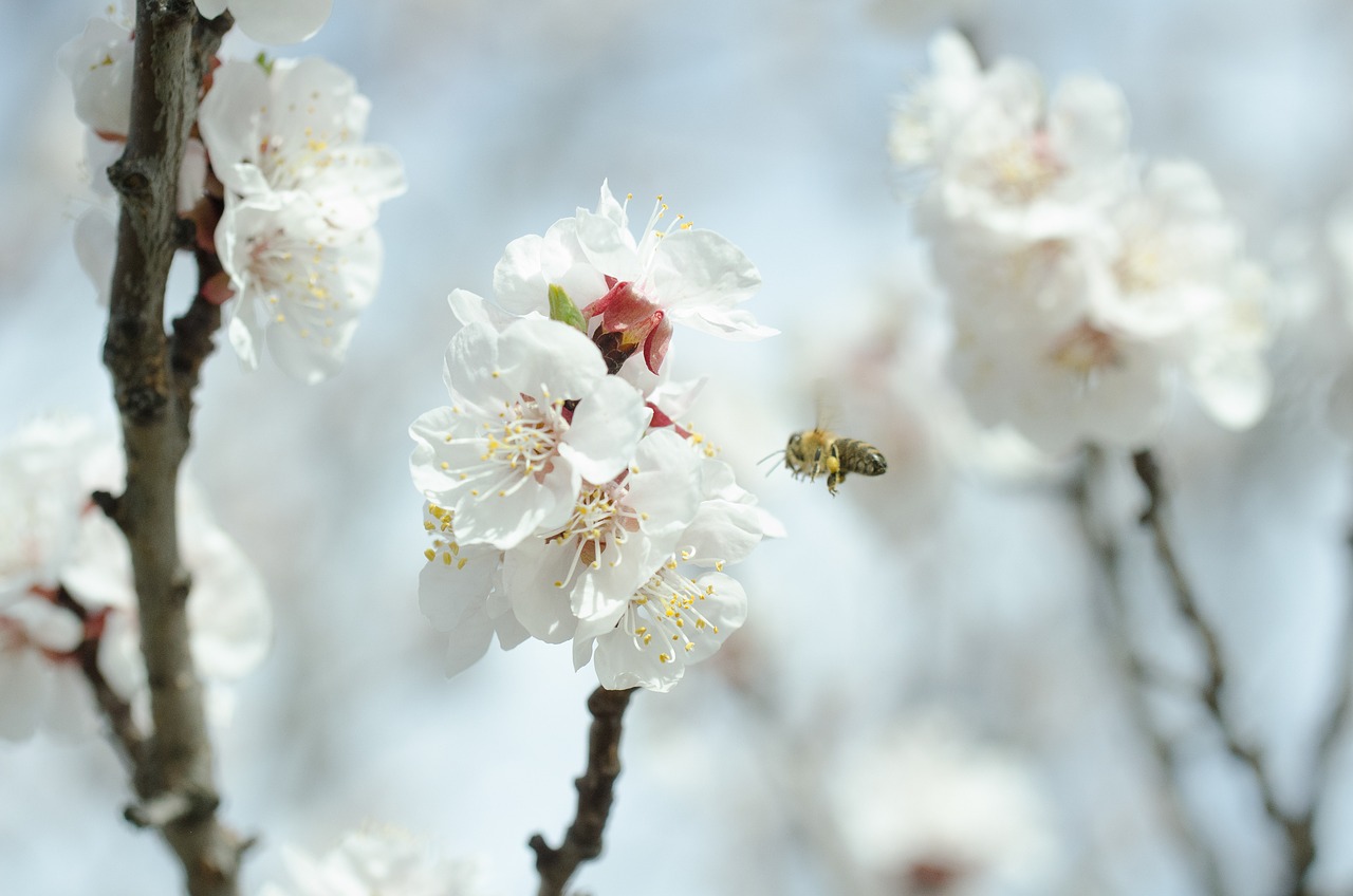 spring blossom bloom free photo