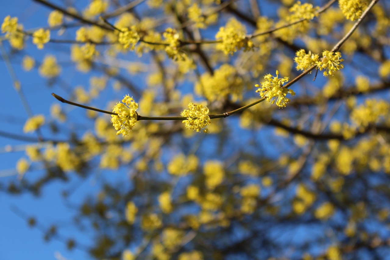 spring spring fresh flowers free photo