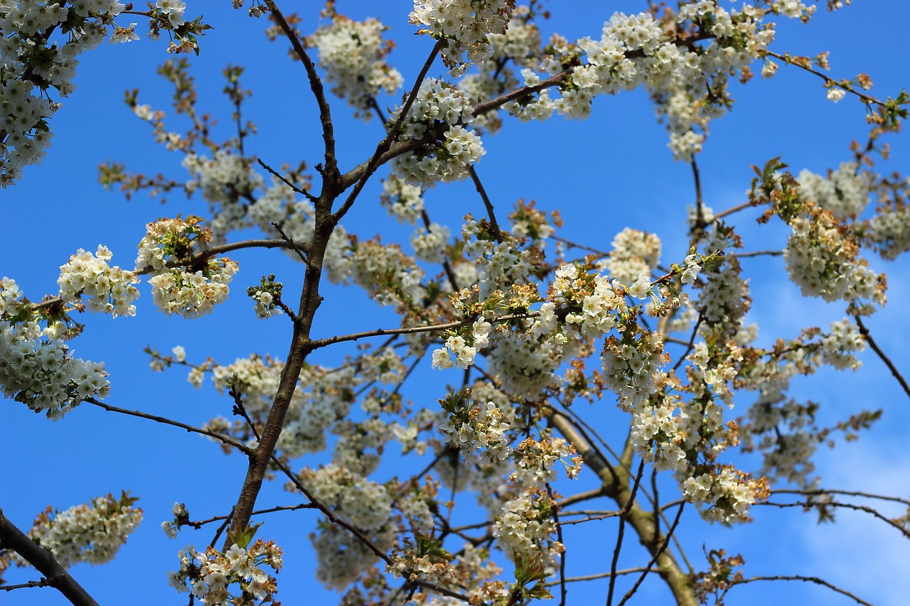 spring cherry cherry blossom free photo