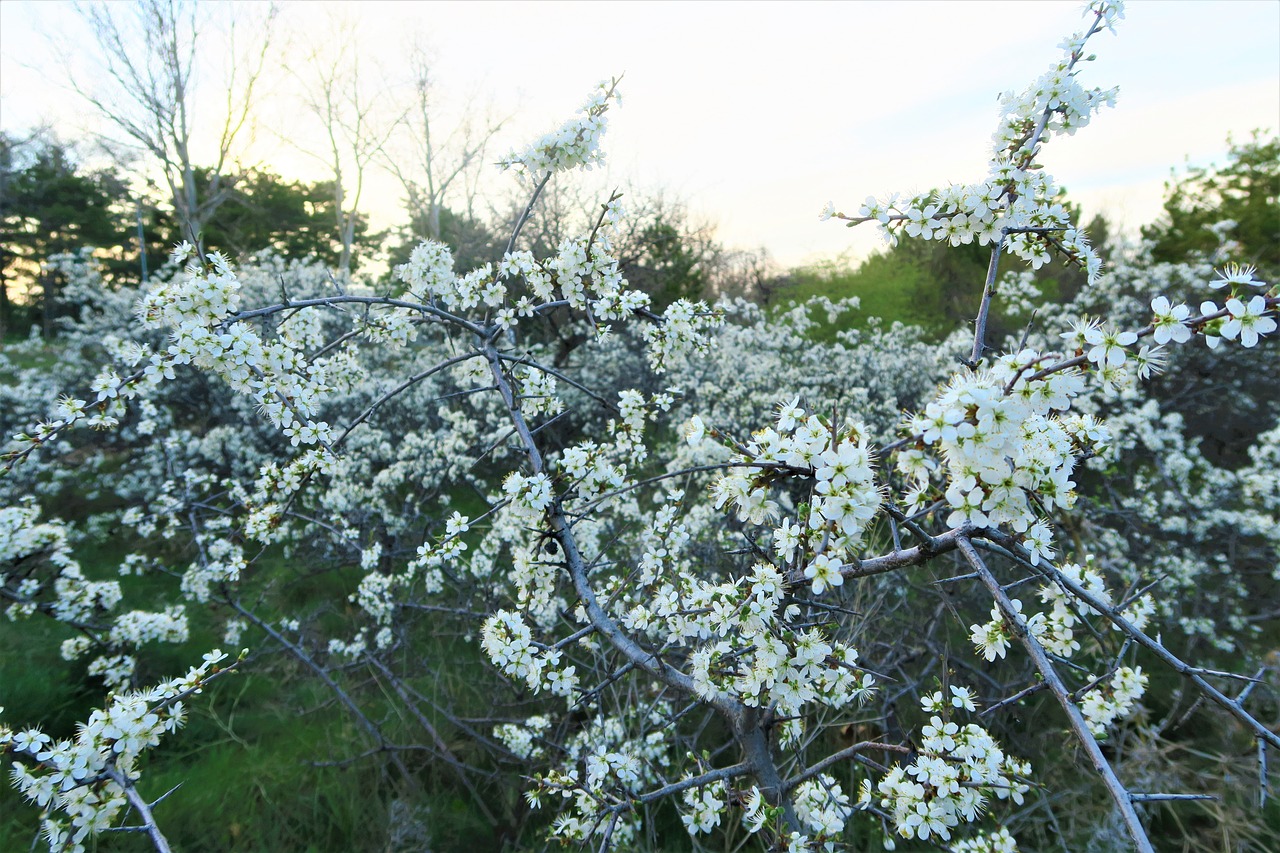 spring flower tree free photo