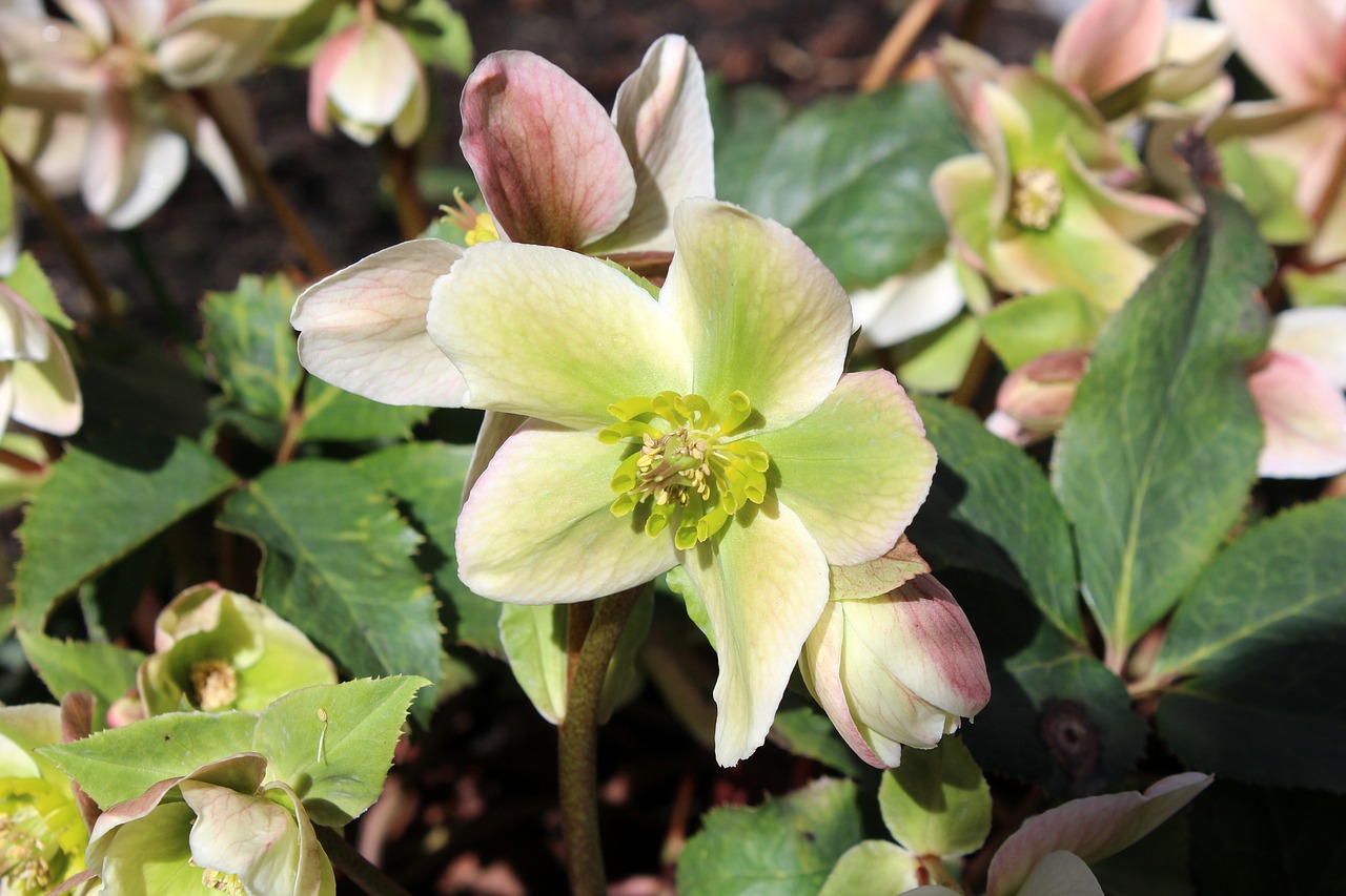 spring  spring flowers  hellebore free photo