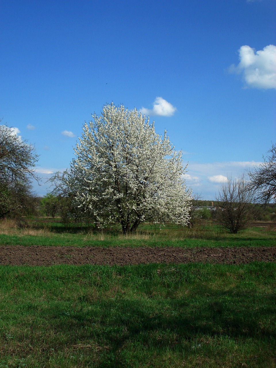 spring flowering tree sky free photo