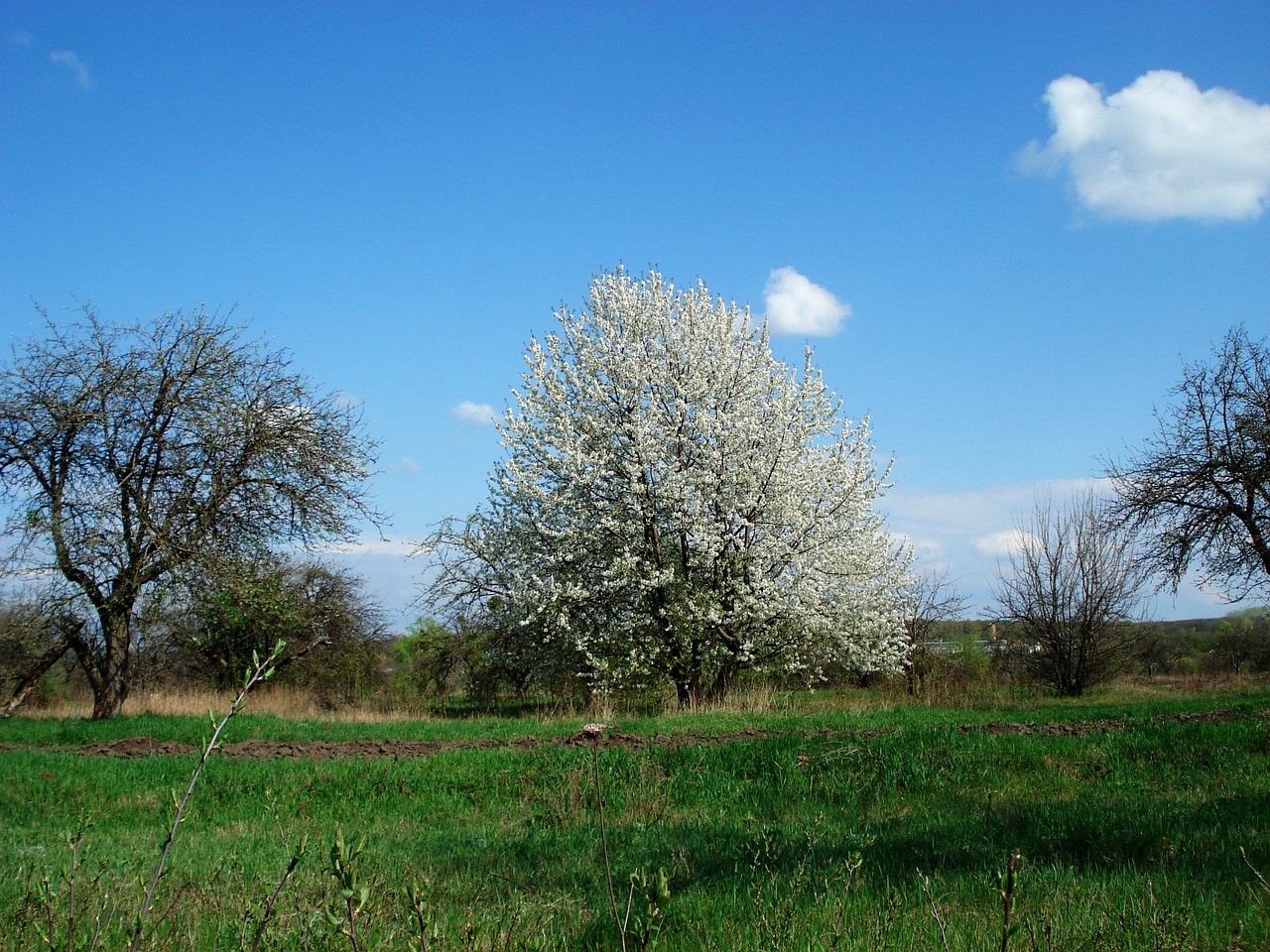 spring flowering tree sky free photo