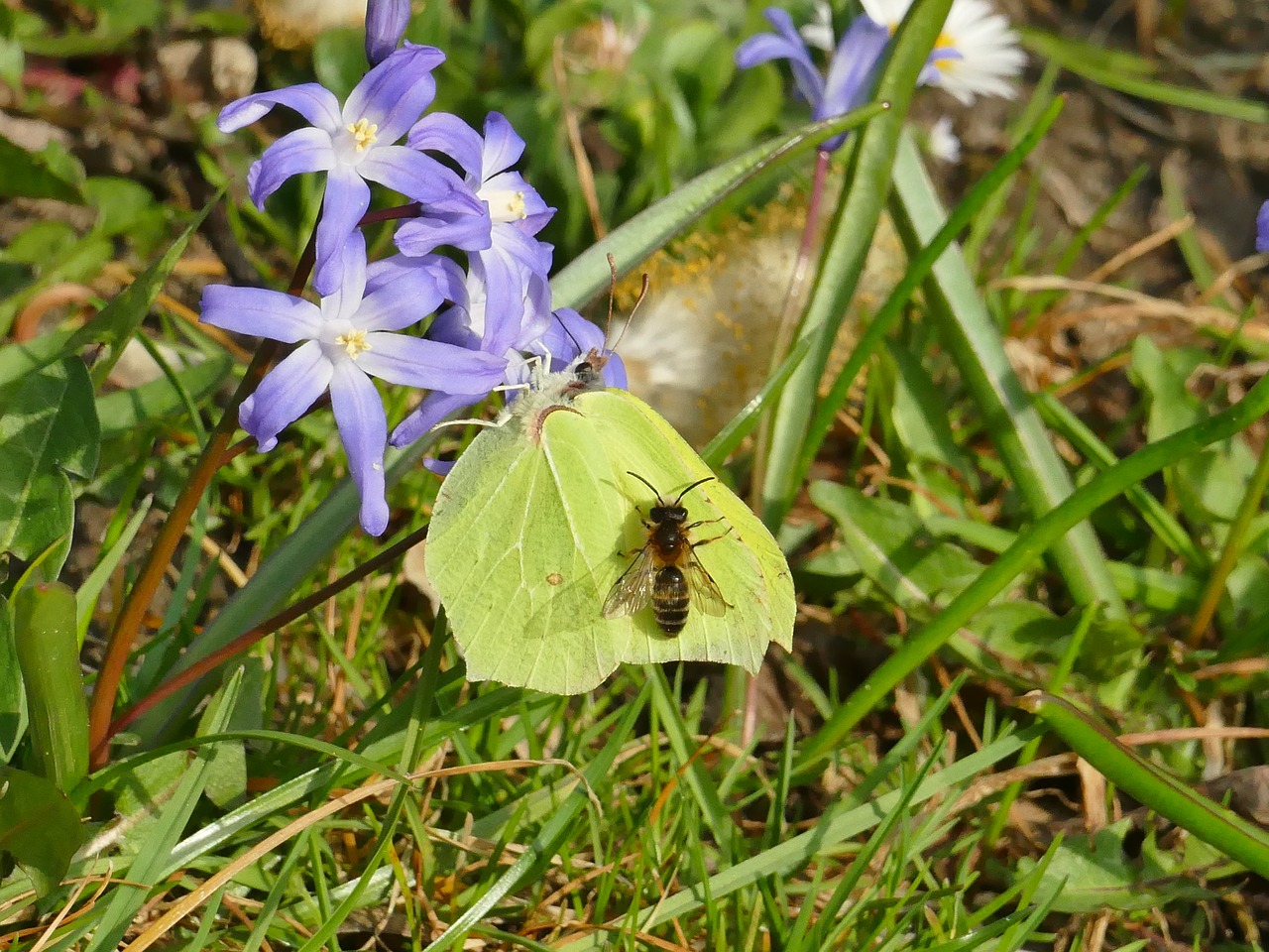 spring  butterfly  gonepteryx rhamni free photo