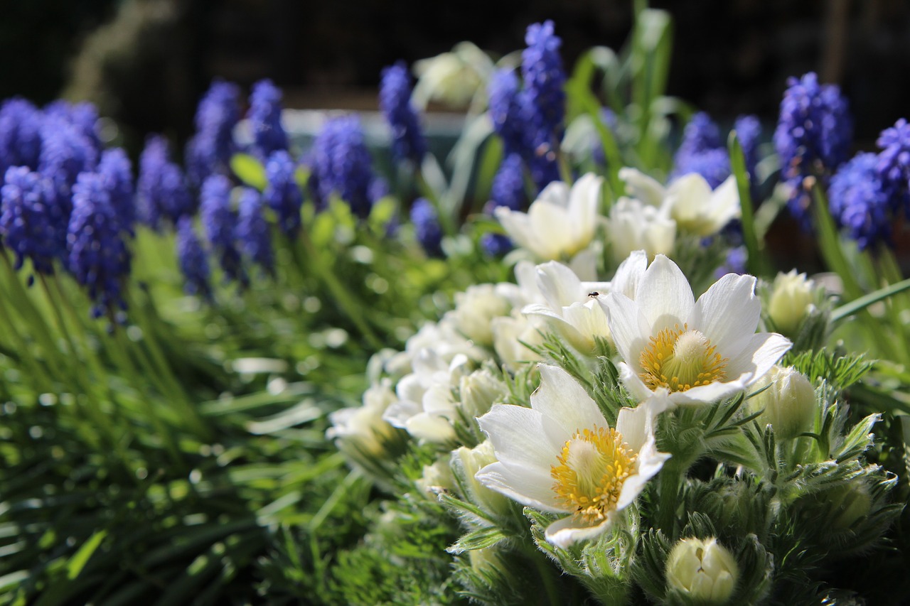 spring  white flowers  flowering free photo