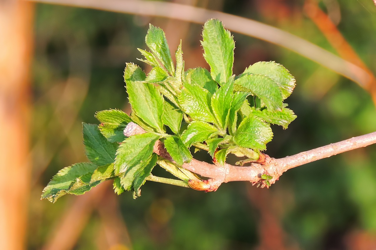 spring  foliation  leaf free photo