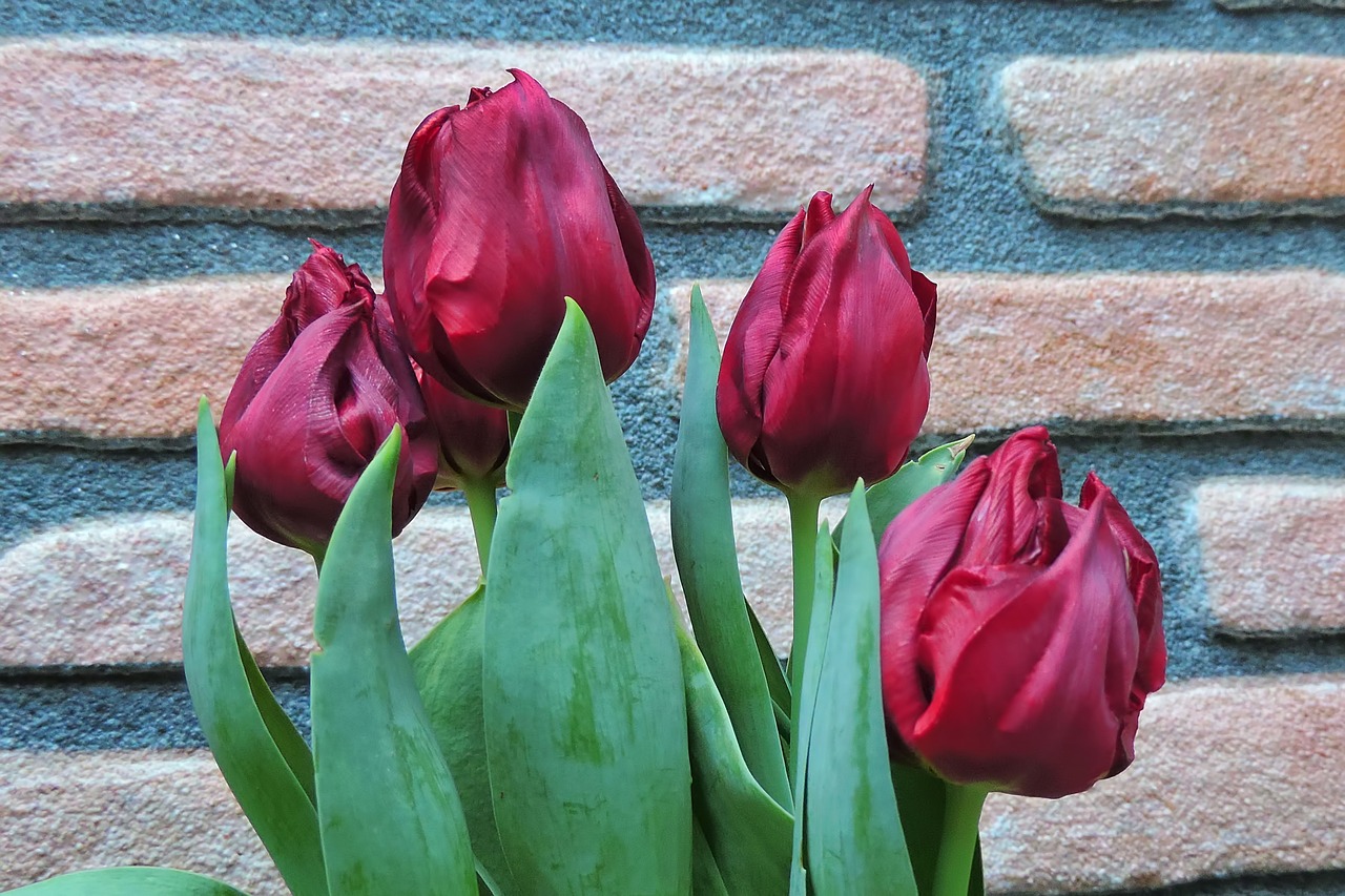 spring  flower  plant free photo