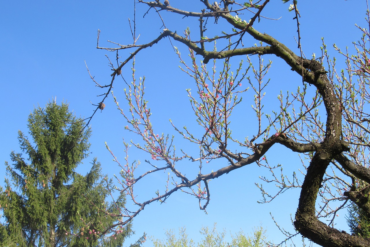 spring  trees free pictures free photo