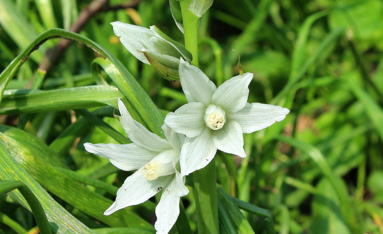 spring  april  white flowers free photo