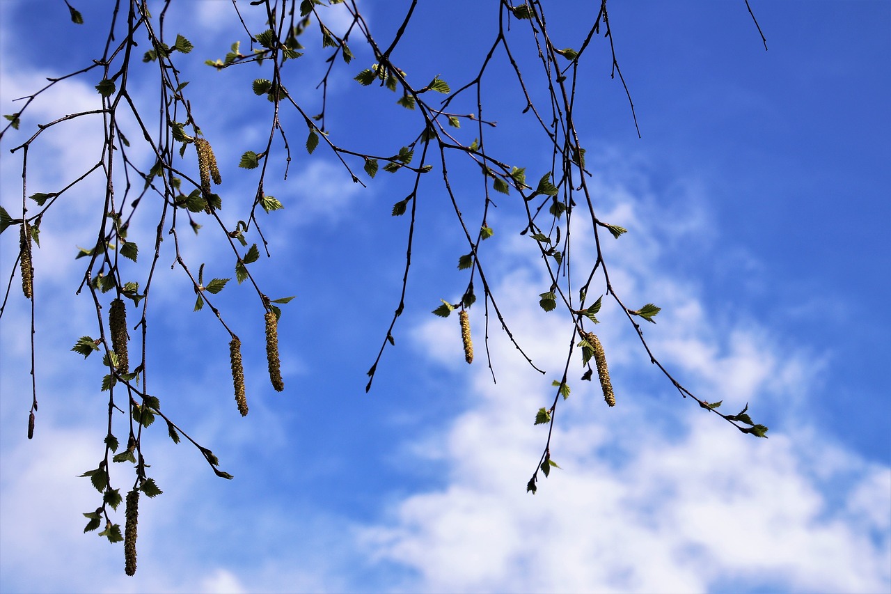 spring  tree  branch free photo