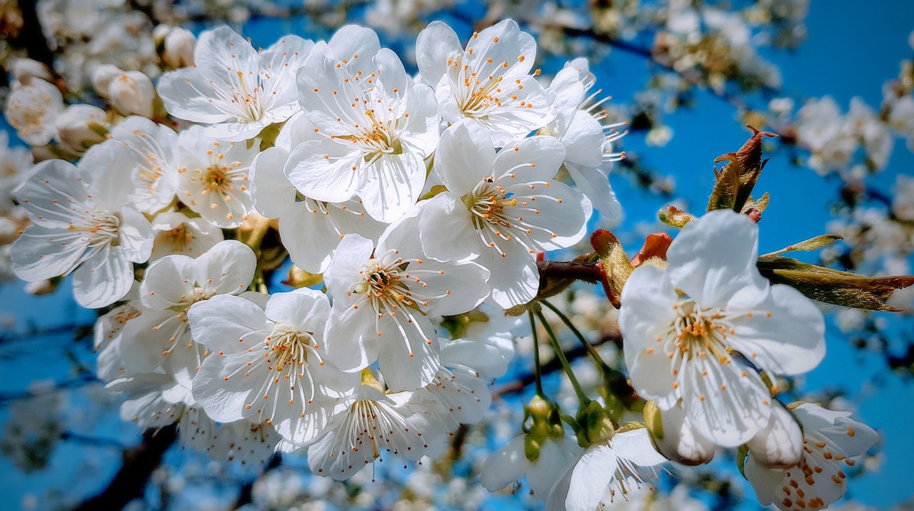 spring  cherry  tree free photo