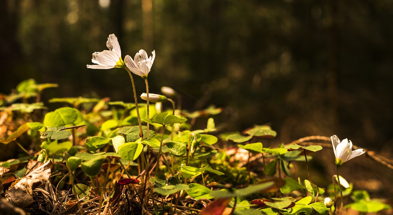 spring  beautiful  farbenpracht free photo