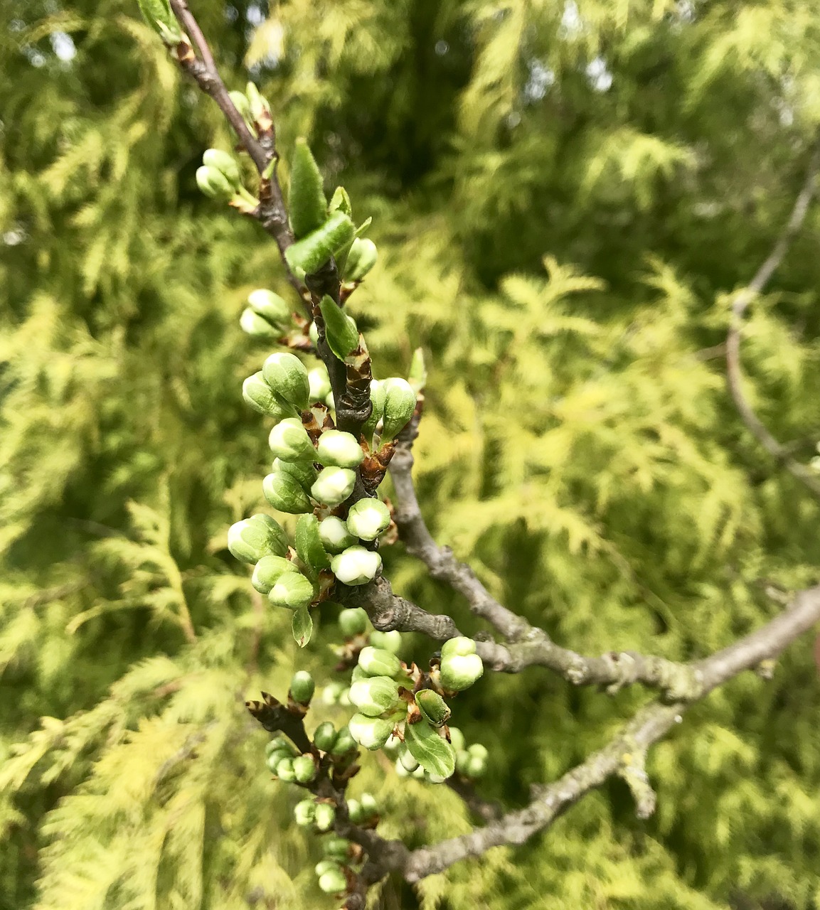 spring  buds  nature free photo