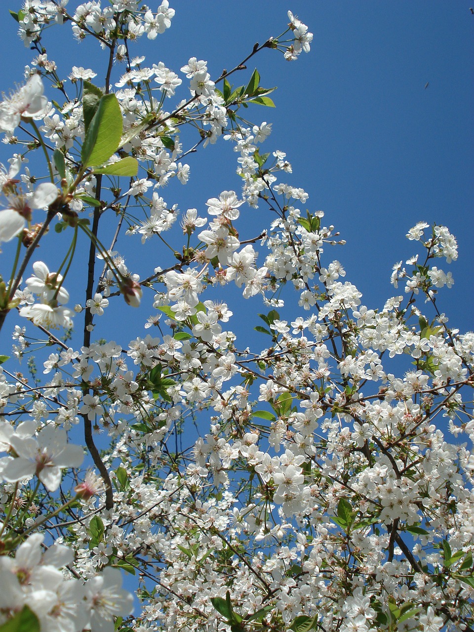spring flowers flowering tree free photo