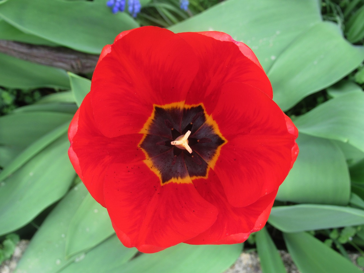 spring  tulip free pictures free photo