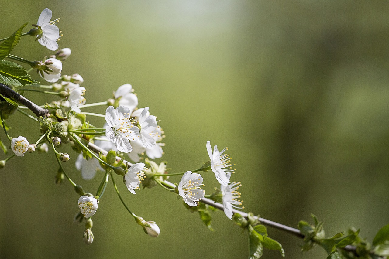 spring  tree  flower free photo