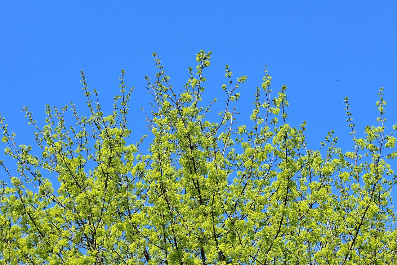 spring  green  tree free photo
