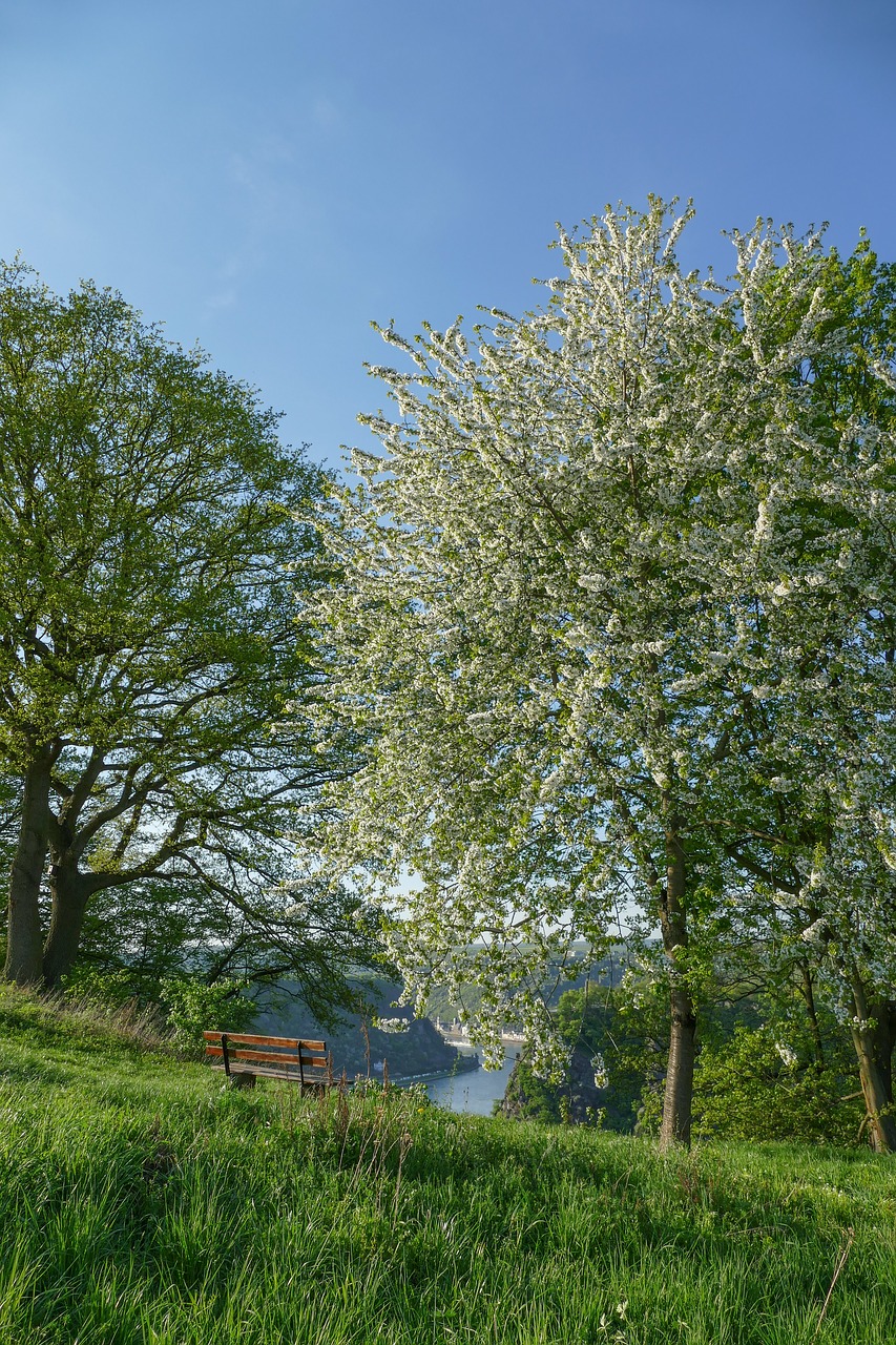 spring  cherry blossom  viewpoint free photo