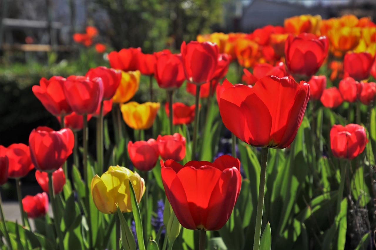 spring  tulip  flower free photo