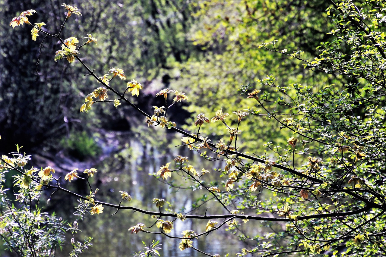 spring  nature  tree free photo