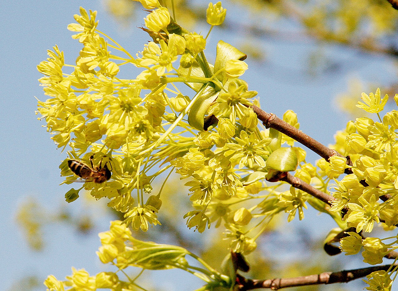 spring nature blossom free photo