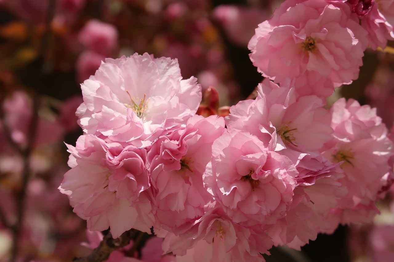 spring  cherry blossom  garden free photo