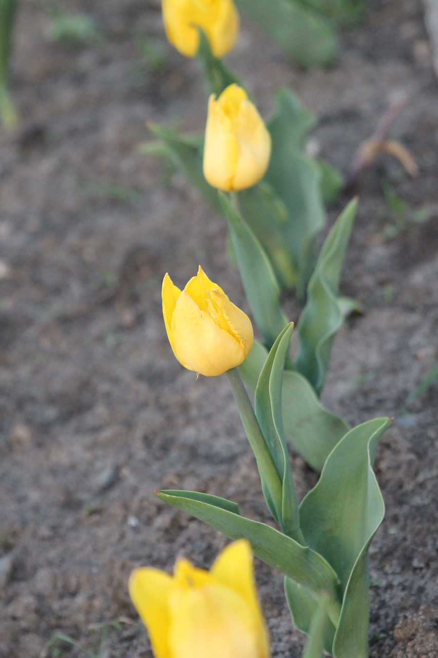 spring flower tulips free photo