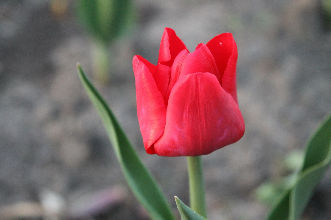 spring tulips flowers free photo