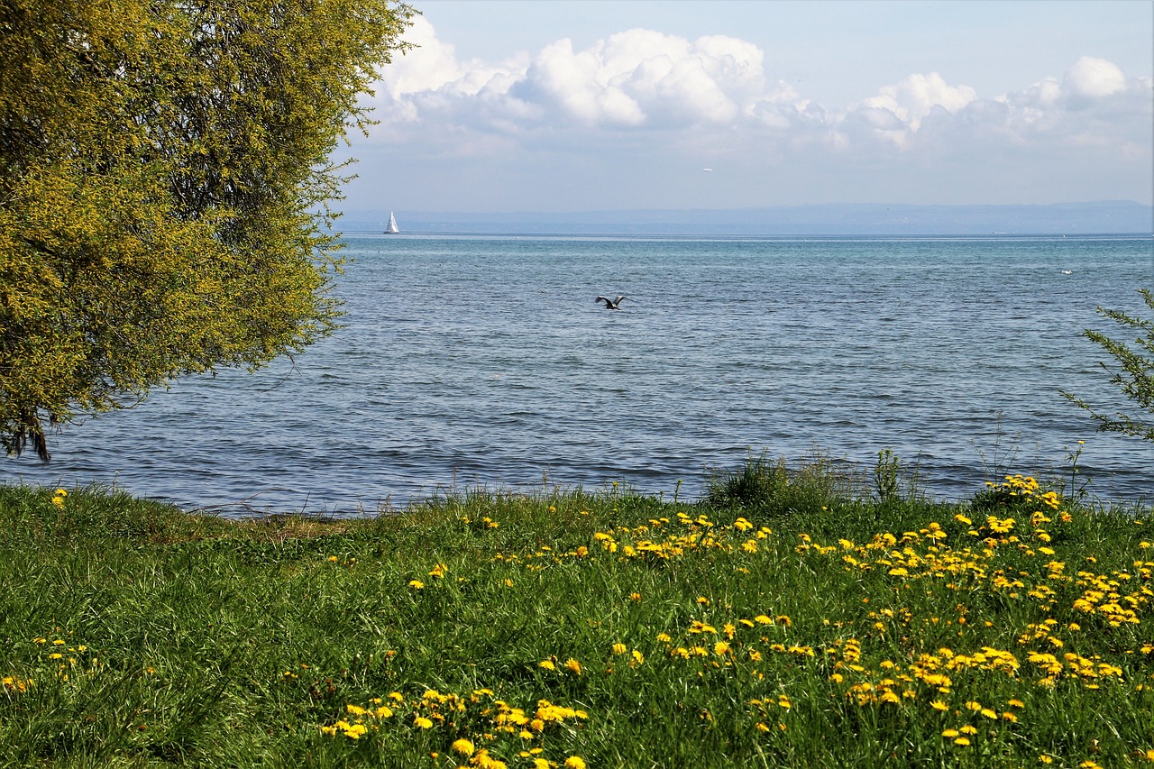 spring  lake  grass free photo