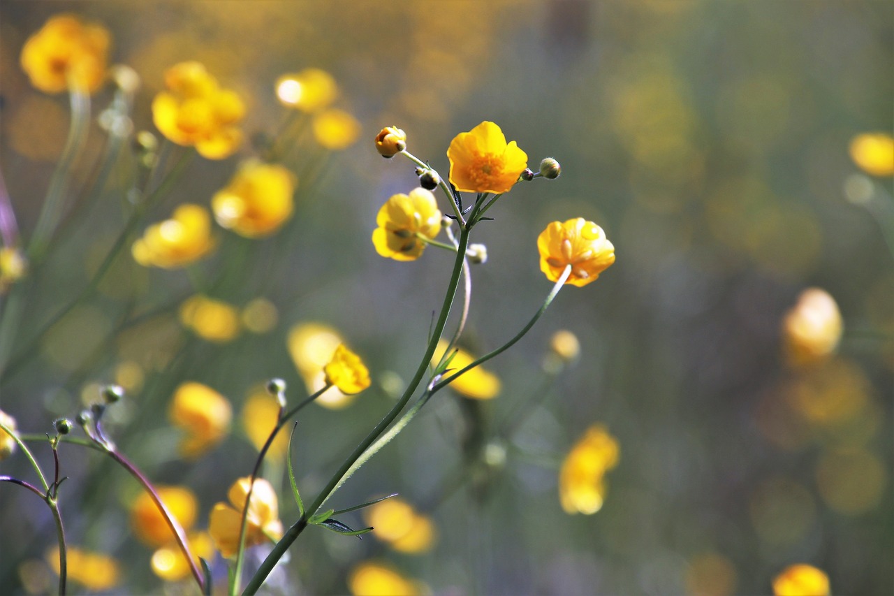 spring  nature  plant free photo