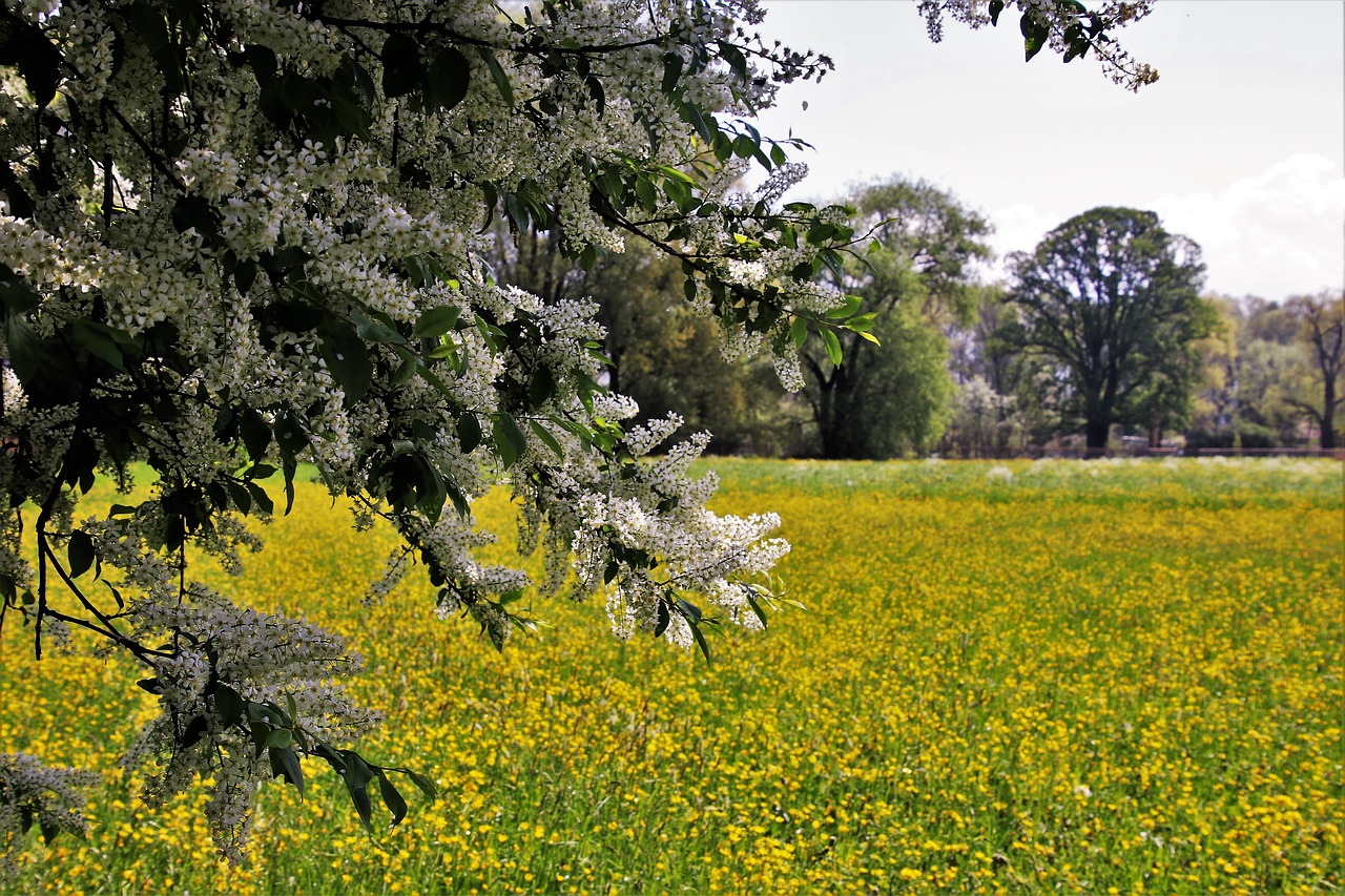 spring  nature  flower free photo