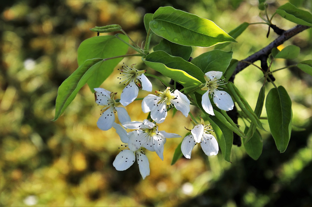 spring  tree  fruit free photo