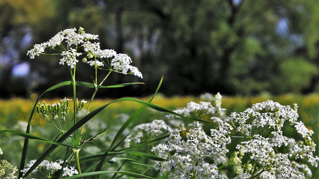 spring  flowers  the beasts of the field free photo