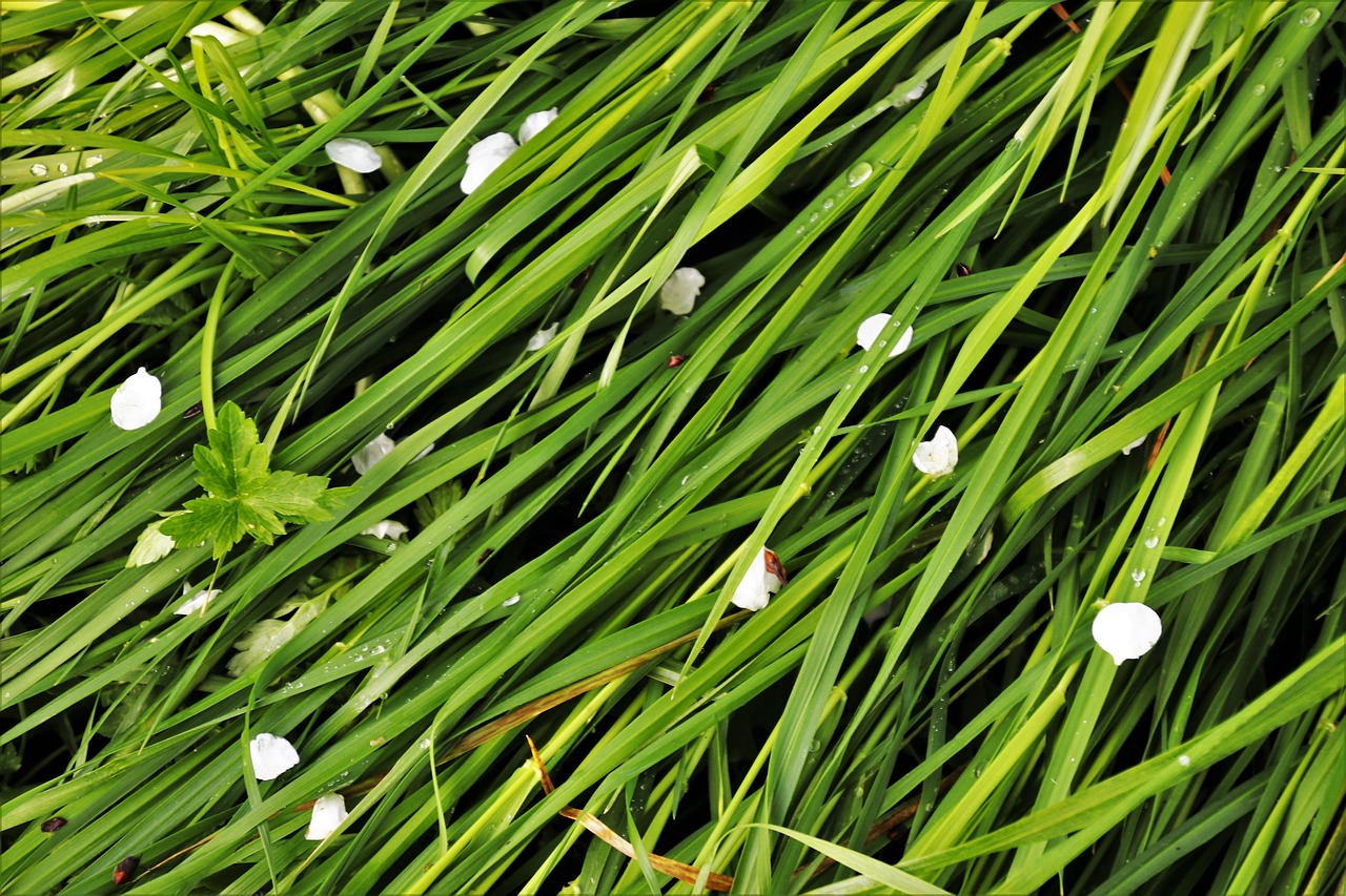 spring  lawn  plant free photo