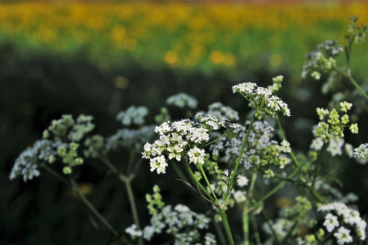 spring  field  flower free photo