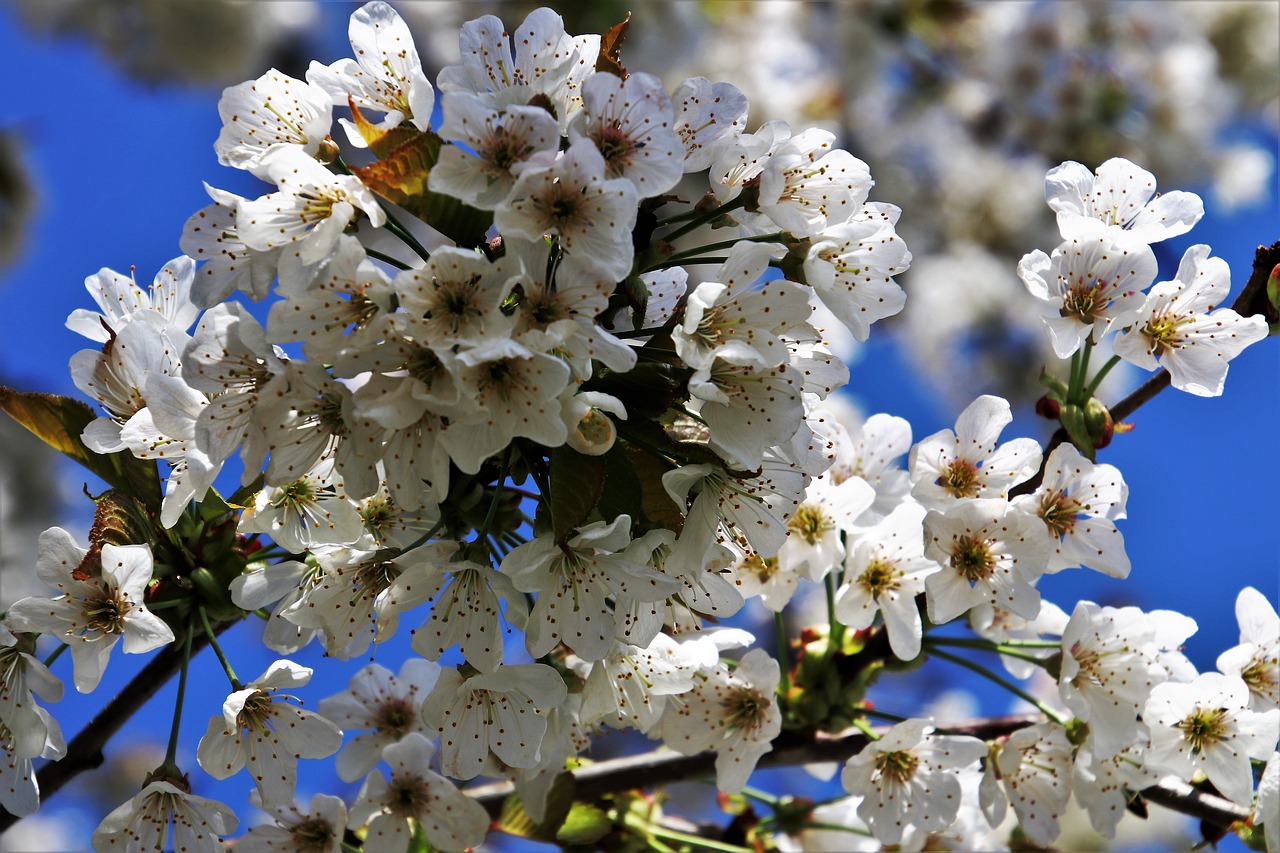 spring  sad  fruit trees free photo