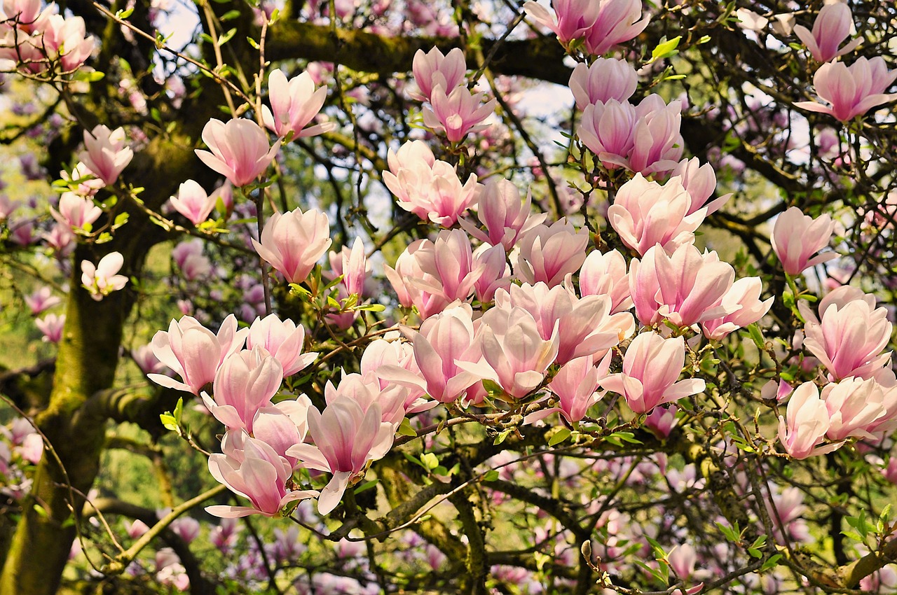 spring  nature  magnolia free photo