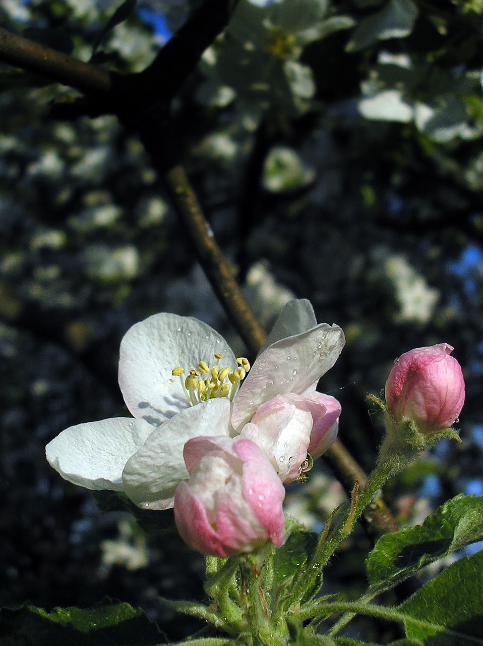 spring  apple tree  flower free photo