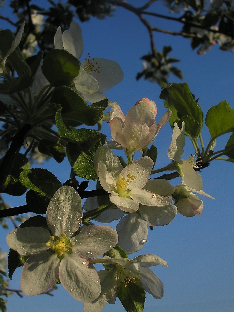 spring  flowers  apple tree free photo