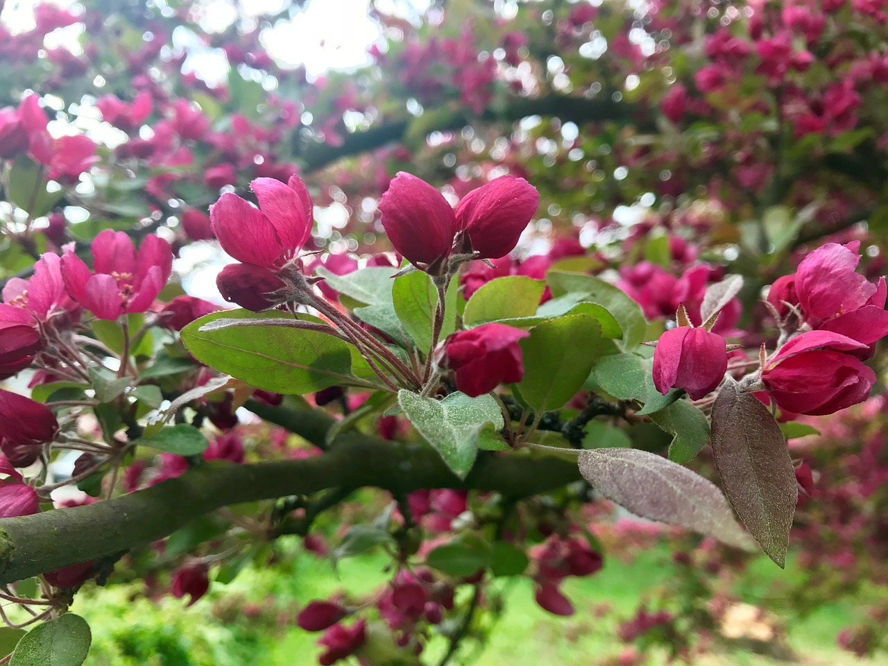 spring  tree  buds free photo